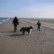 Bearded collie Baldur