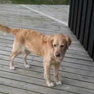 Golden retriever Nala Bøgelund R.I.P