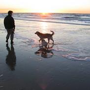 Golden retriever Nala Bøgelund R.I.P