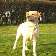 Labrador retriever Holmgrens Hunters Coca