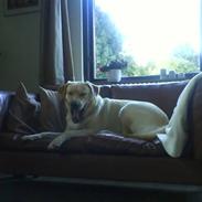 Labrador retriever Holmgrens Hunters Coca