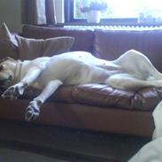 Labrador retriever Holmgrens Hunters Coca