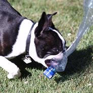 Boston terrier Buster