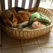 Schæferhund Brisca