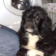 Portugisisk vandhund DeeDee