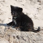 Islandsk fårehund Godrumgaard's Vigga