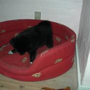 Islandsk fårehund Godrumgaard's Vigga