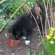 Islandsk fårehund Godrumgaard's Vigga