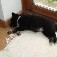 Islandsk fårehund Godrumgaard's Vigga