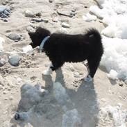 Islandsk fårehund Godrumgaard's Vigga