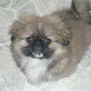 Pekingeser **Caiser**