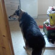 Schæferhund mitzu DØD d 16/6-09R.I.P