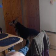 Schæferhund mitzu DØD d 16/6-09R.I.P