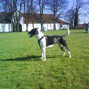 Blanding af racer Didi