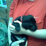 Labrador retriever Cult