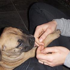 Boerboel Boelsplaas Nala