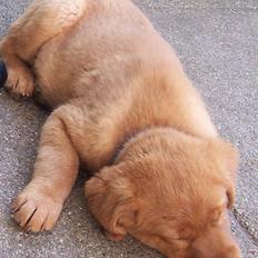 Labrador retriever Rollo
