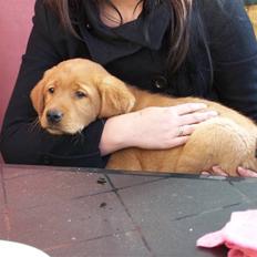 Labrador retriever Rollo