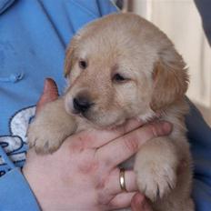 Labrador retriever Molly R.I.P.