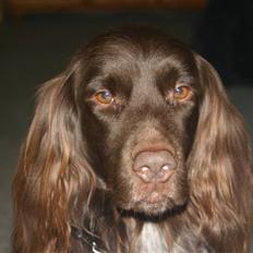 Kleiner münsterländer Arco 