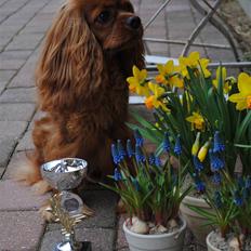 Cavalier king charles spaniel Kikki