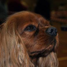 Cavalier king charles spaniel Kikki