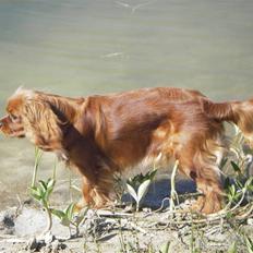 Cavalier king charles spaniel Kikki