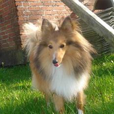 Shetland sheepdog Trille (himmelhund) 