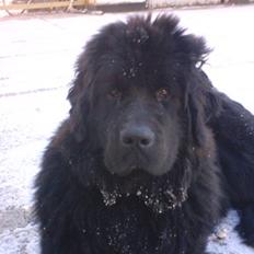 Newfoundlænder Luna