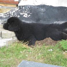 Newfoundlænder Luna