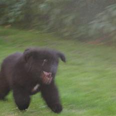 Newfoundlænder Luna