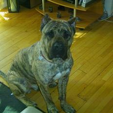 Dogo canario chico De can muc/campeon