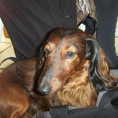 Gravhund Viggo