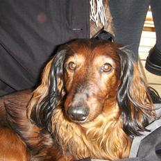 Gravhund Viggo