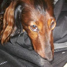 Gravhund Viggo