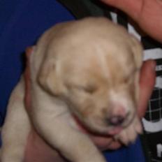 Blanding af racer zico