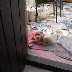 Blanding af racer zico