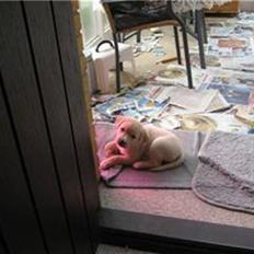 Blanding af racer zico