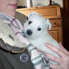 West highland white terrier TIGI