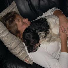 Engelsk springer spaniel Speedy