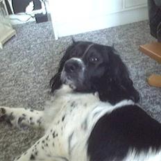 Engelsk springer spaniel Speedy