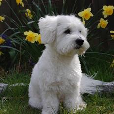 Coton de tulear Ulli / Nico