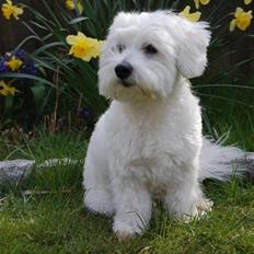 Coton de tulear Ulli / Nico