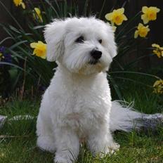 Coton de tulear Ulli / Nico