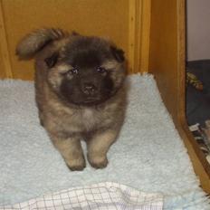 Eurasier linka