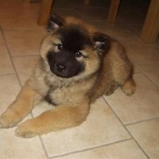 Eurasier linka