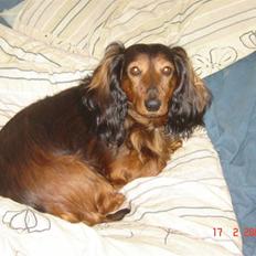 Dværggravhund Tyson