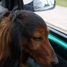 Dværggravhund Tyson