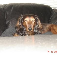 Dværggravhund Tyson