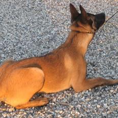 Malinois Champ de coesi